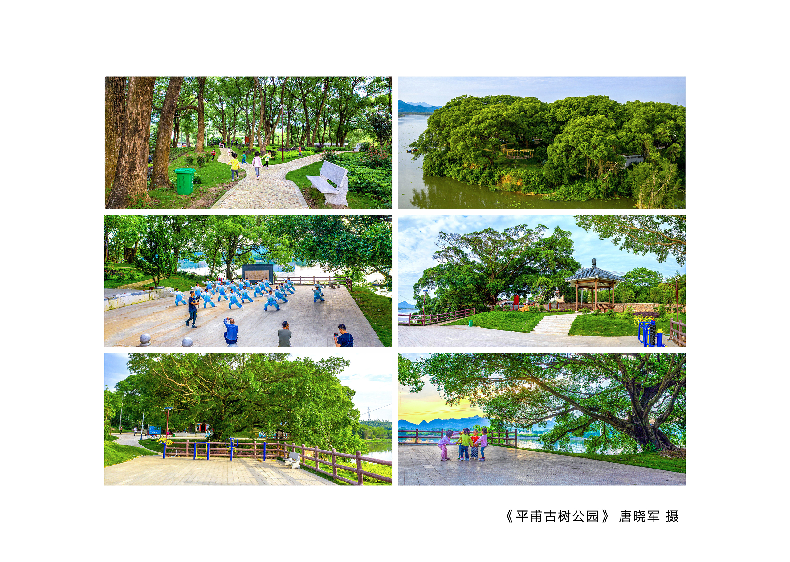 《平甫古樹公園》唐曉軍 攝.jpg