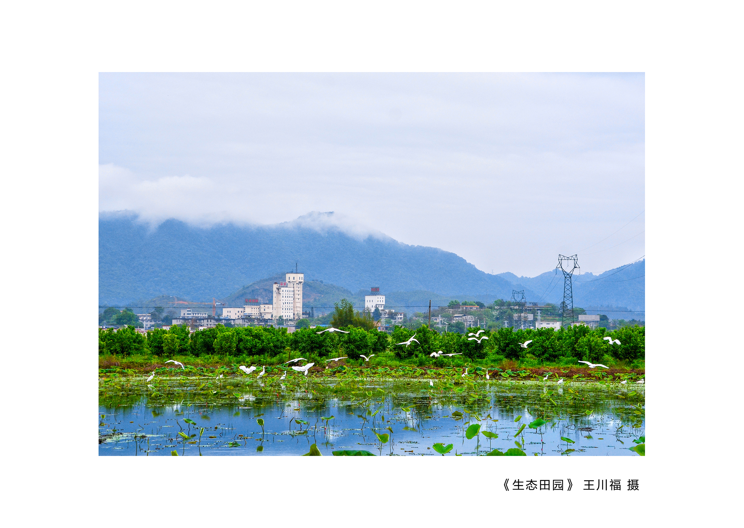 《生態(tài)田園》王川福 攝.jpg